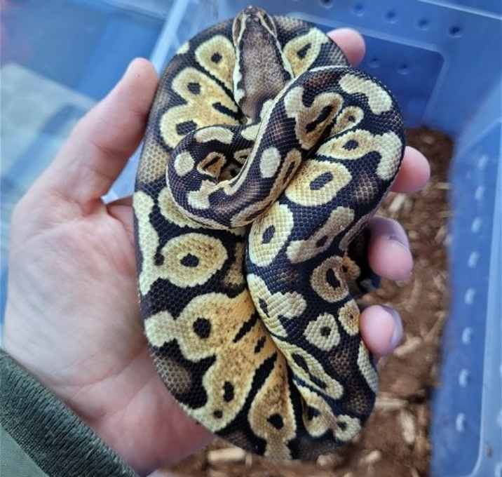 Photo of Scarlett