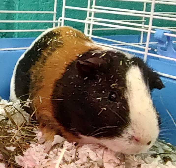 Photo of Cooperfish