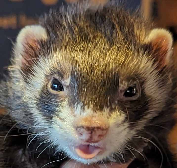 Photo of Pumpkin
