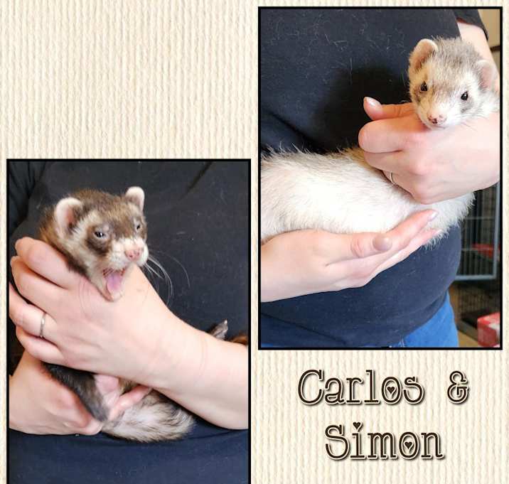 Photo of Simon