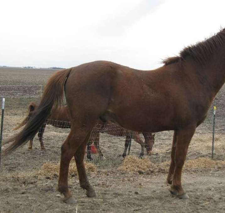 Photo of Folly