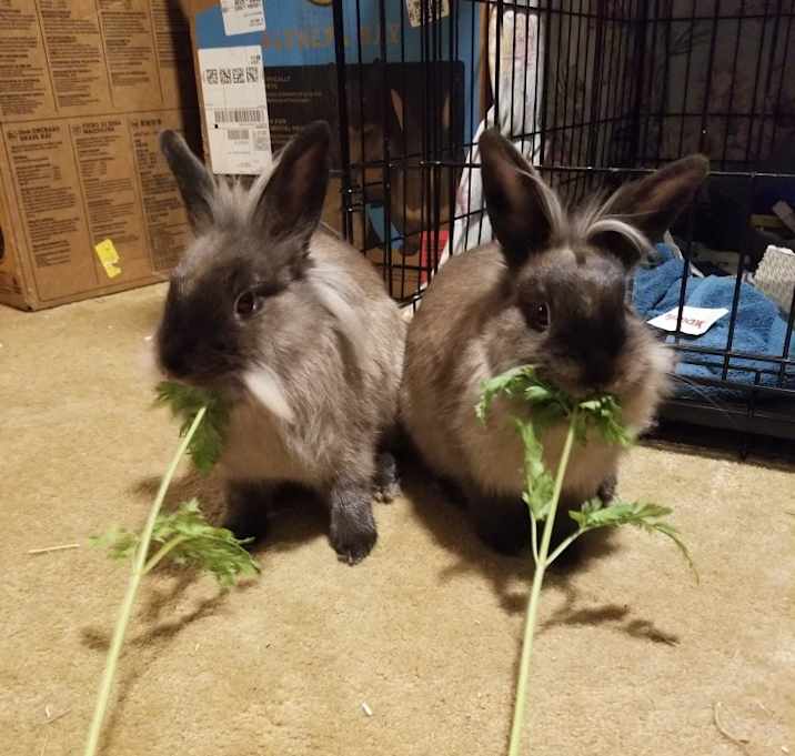 Photo of Clover