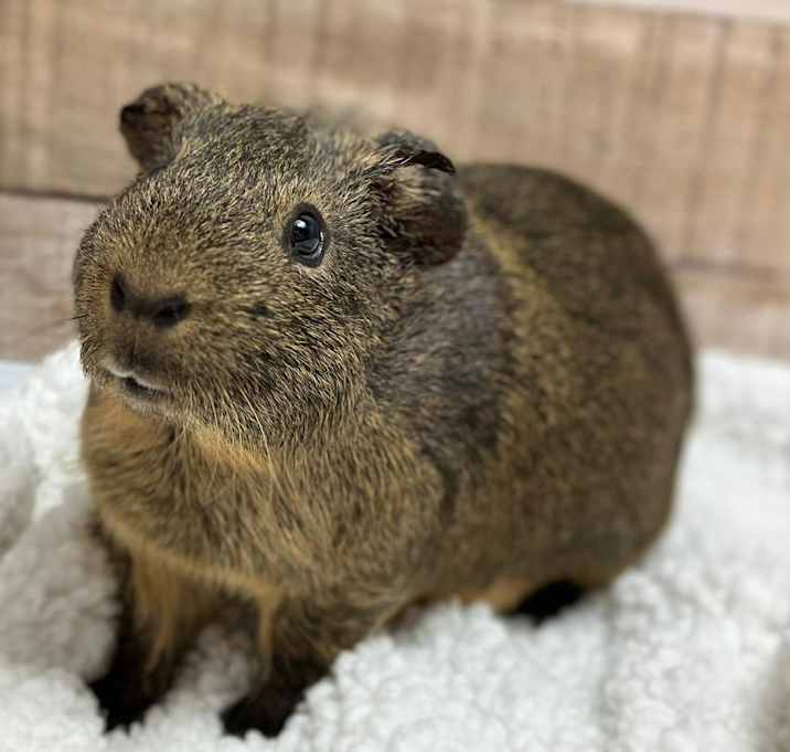 Photo of Chestnut