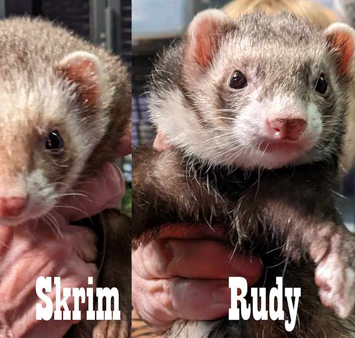 Photo of Rudy, Skrim