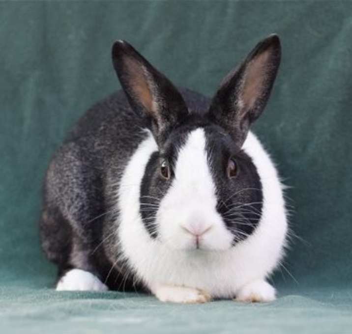 Photo of Maggie (#3)