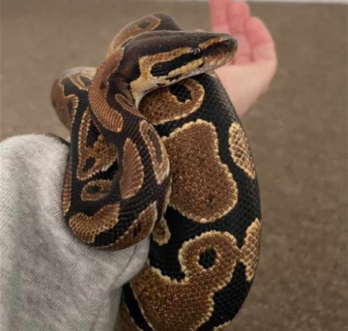 Photo of Lilly