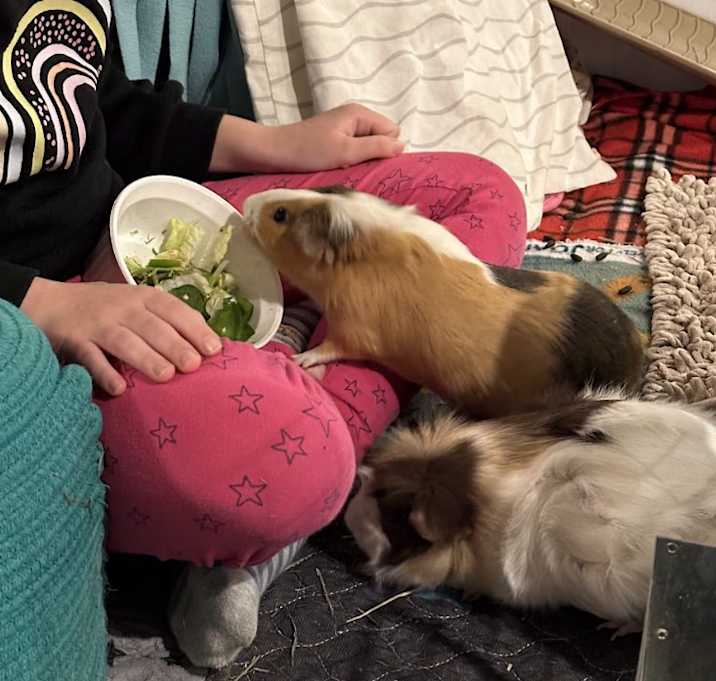 Photo of Bingo & Flo BONDED PAIR