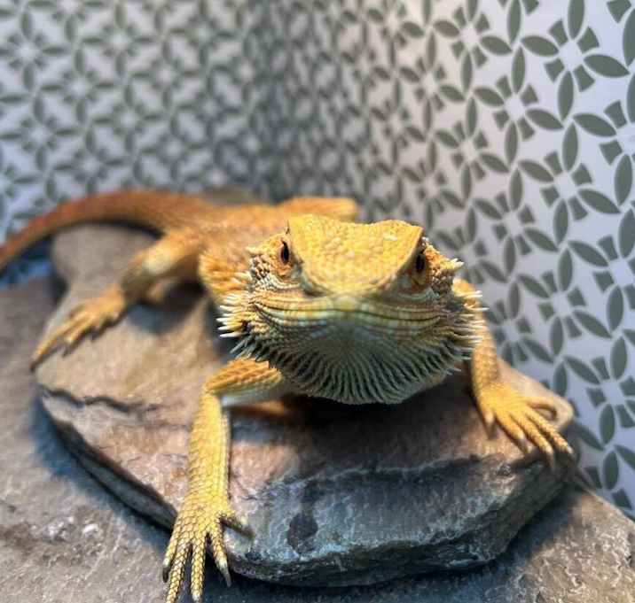 Photo of Sunny