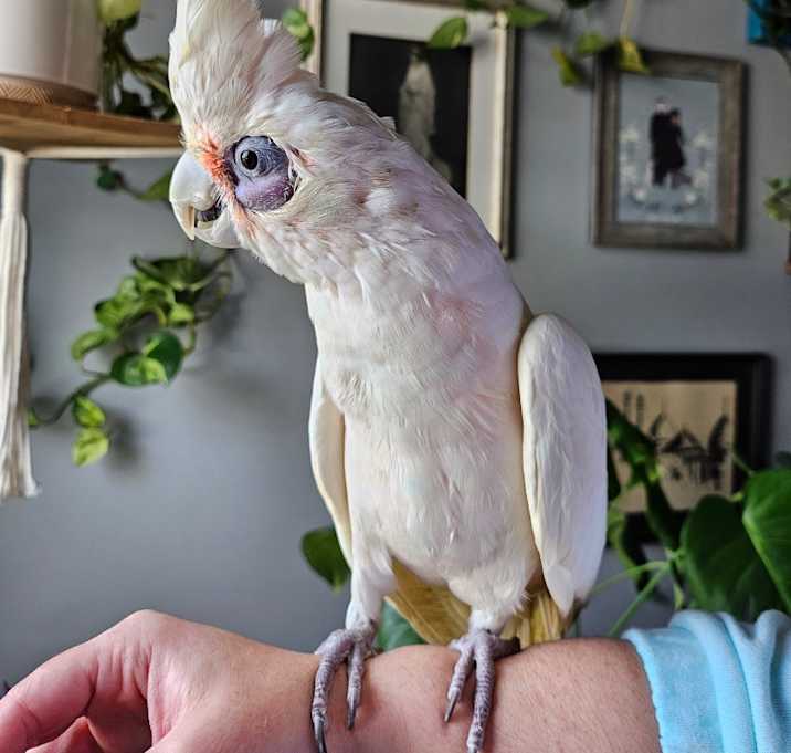 Photo of Peepers