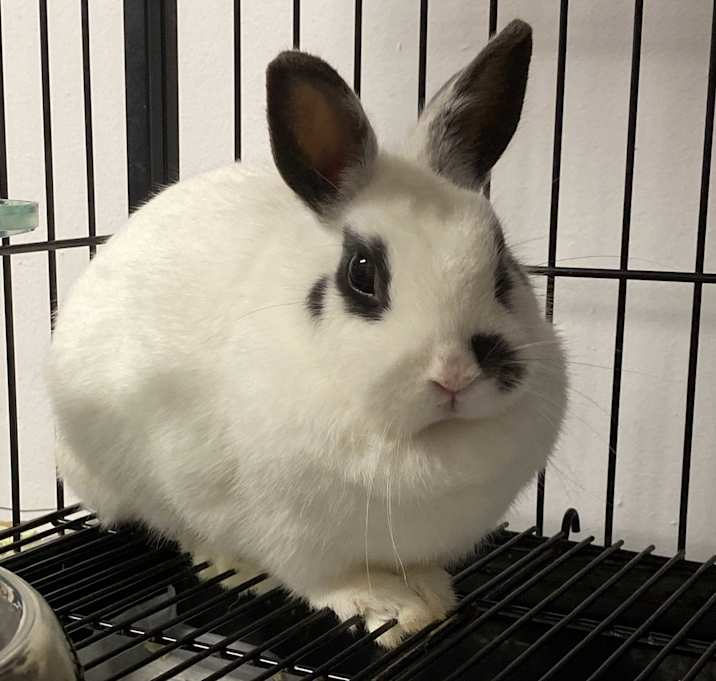 Photo of WILLOW