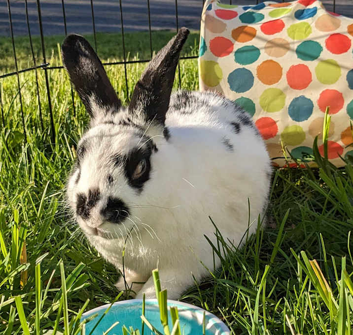 Photo of Morticia