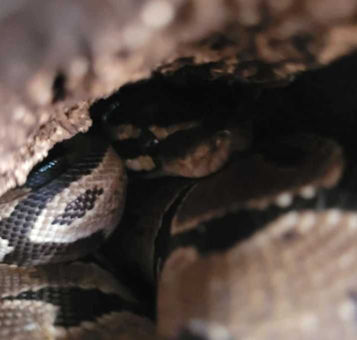 Photo of Kozy