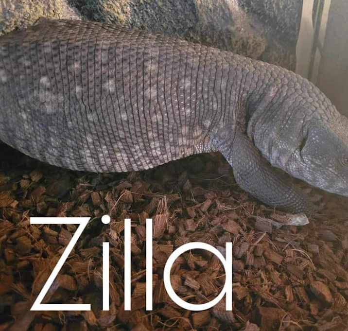 Photo of Zilla