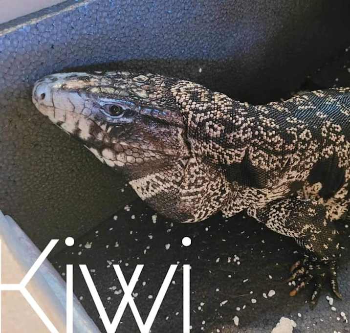Photo of Kiwi