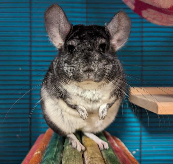 Photo of Prada