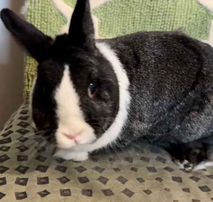 Photo of Pepper