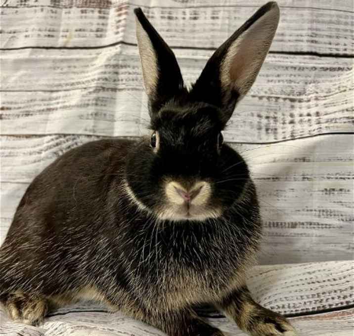 Photo of Shelby