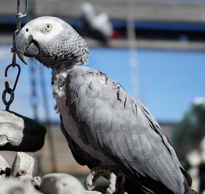 Photo of Birdie