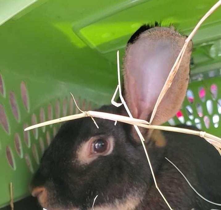 Photo of Ted Bunny