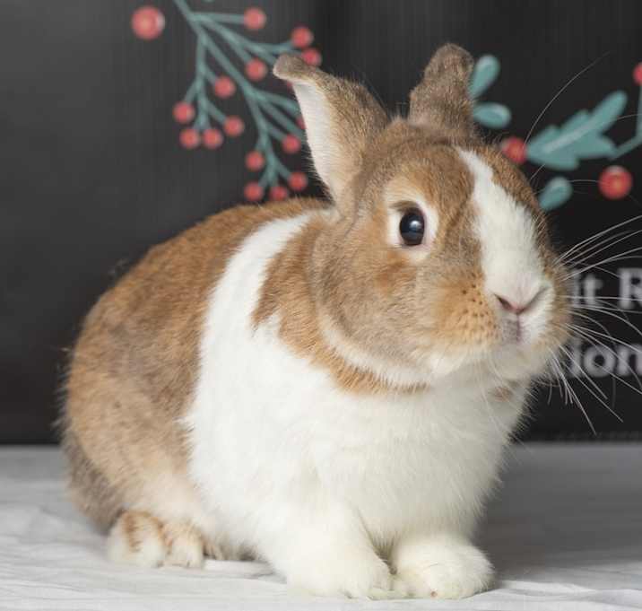 Photo of Boo