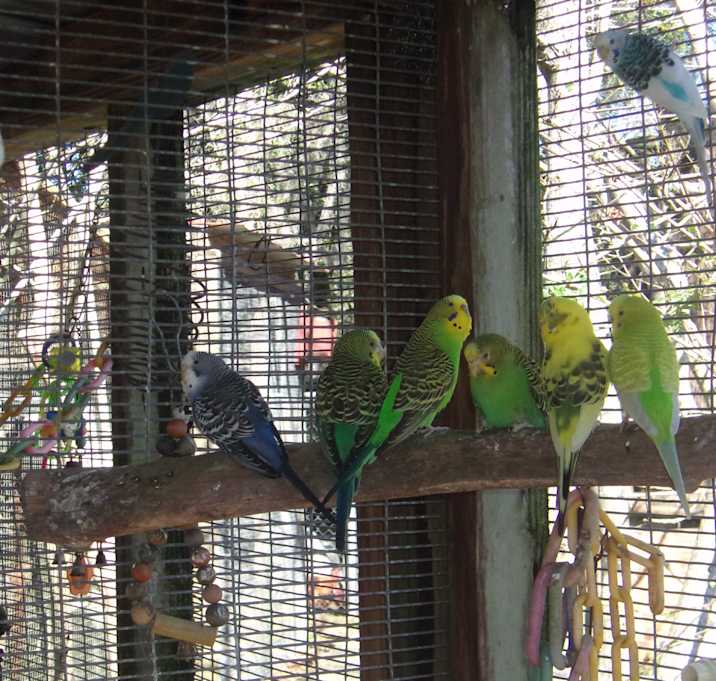 Photo of Many Birds for adoption