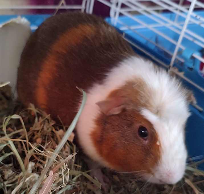 Photo of Zanael