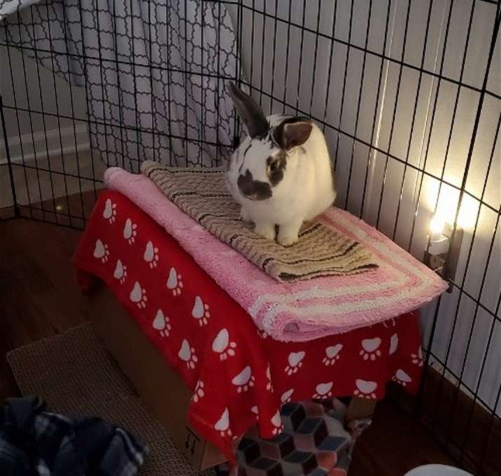 Photo of BINDI