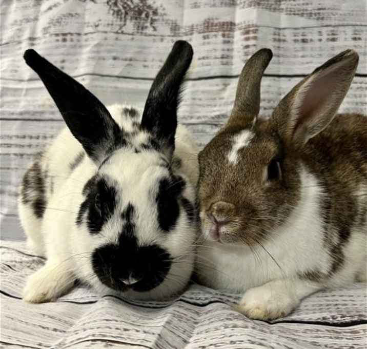 Photo of Willow and Cherry