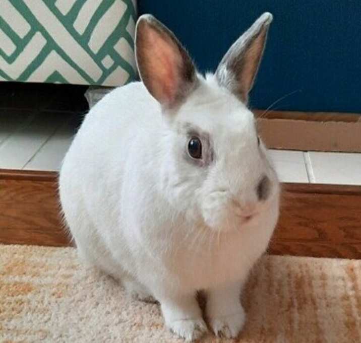 Photo of Bunbun