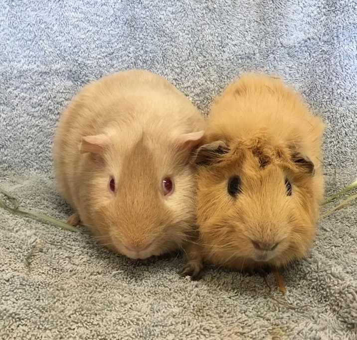 Photo of Stern ( Bonded to Rental)