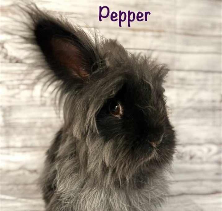 Photo of Pepper