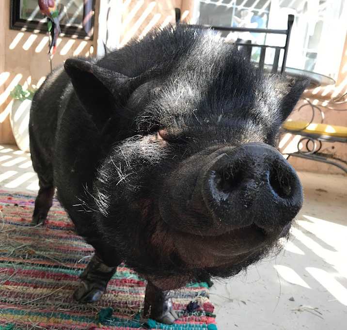 Photo of Phoebe