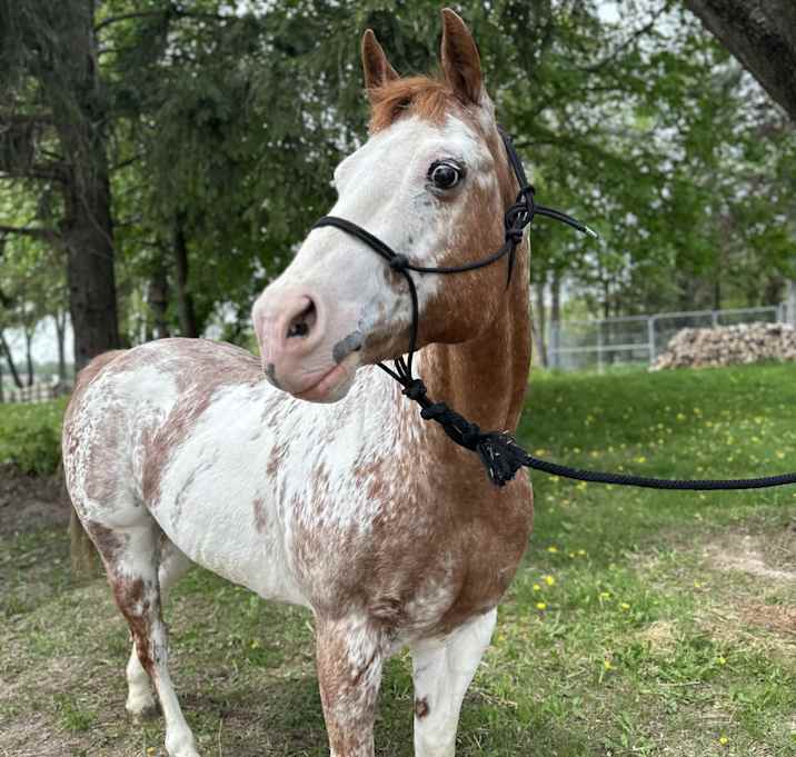 Photo of Lady