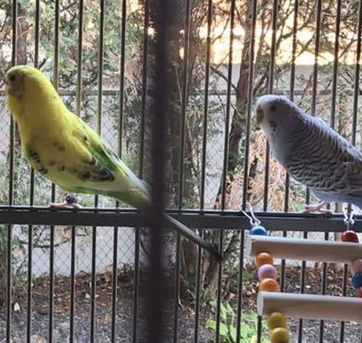 Photo of Sonya and Haru