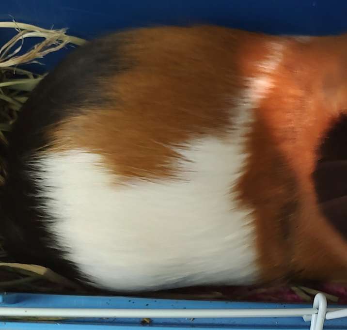 Photo of Bonsaii