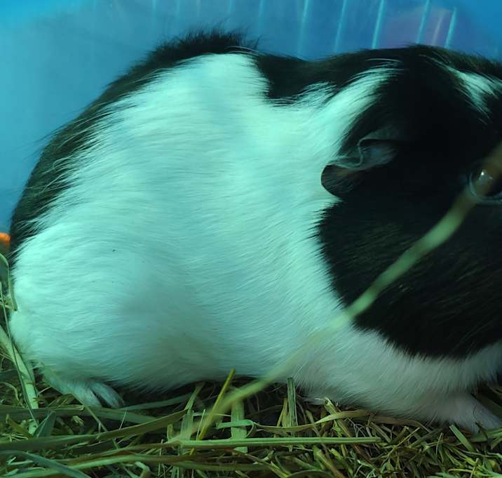Photo of Cocollie