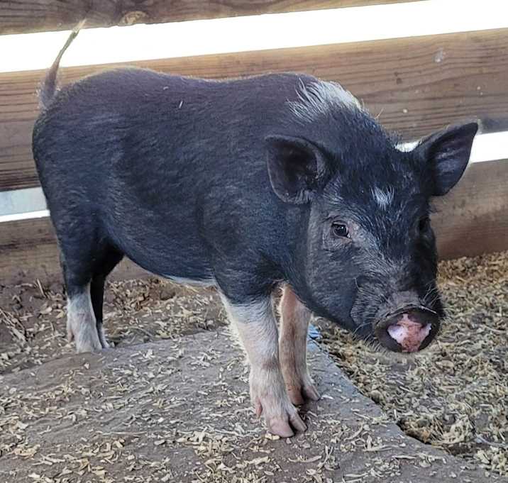 Photo of Wilbur
