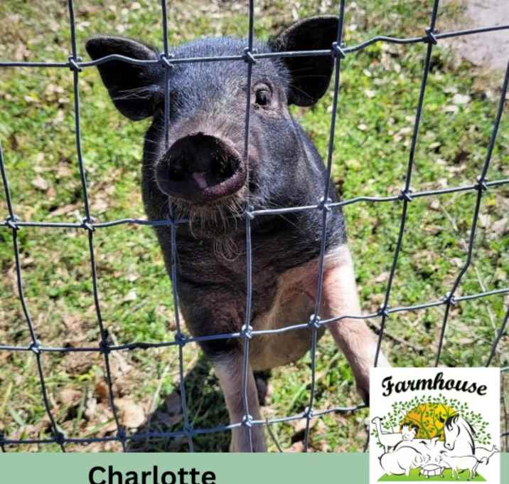 Photo of Charlotte