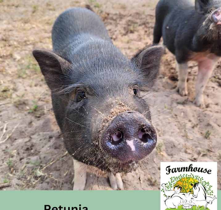 Photo of Petunia