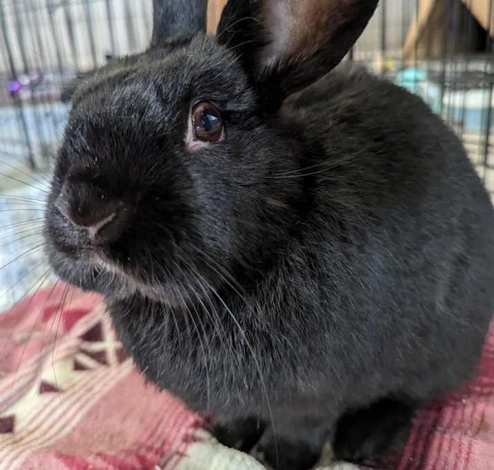 Photo of Pepper