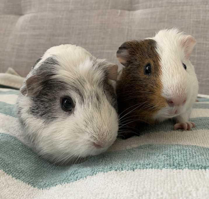Photo of Target & Bullseye