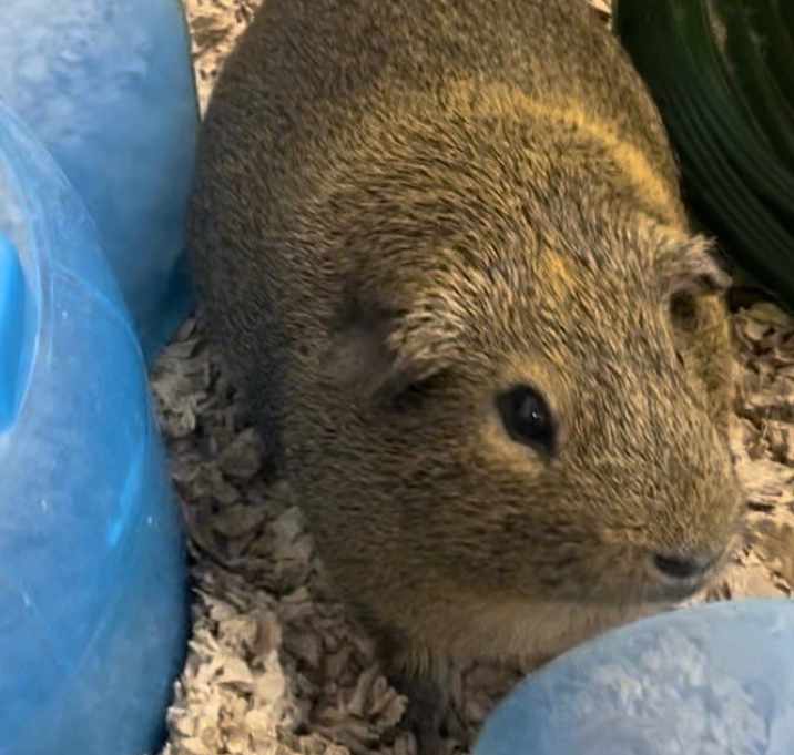 Photo of Dale-Bonded to Chip