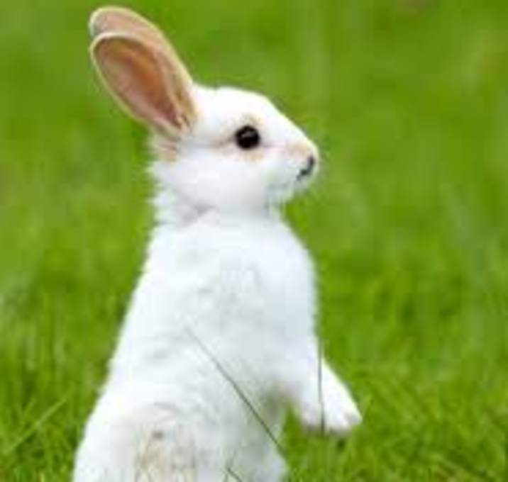Photo of Rabbit TestBounContact