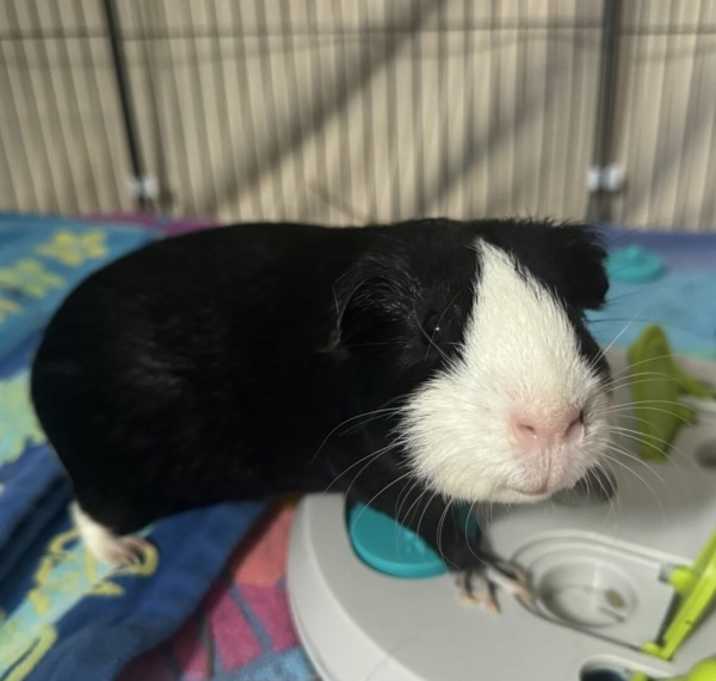 Photo of Moomoo