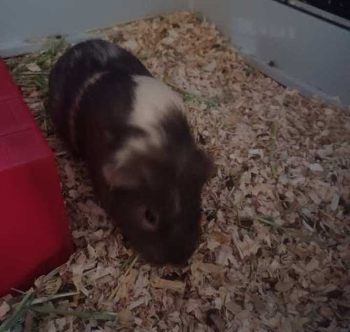 Photo of Primrose, Polly, and Rosy
