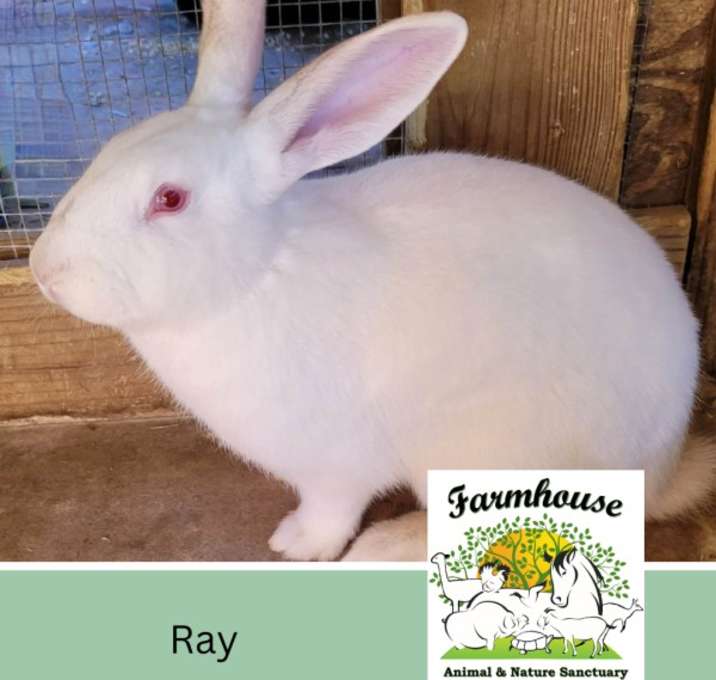 Photo of Ray