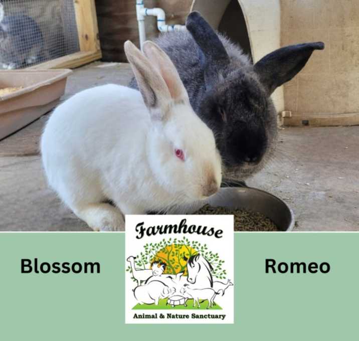 Photo of Blossom