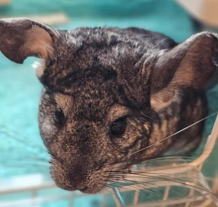 Photo of Bea and Baby