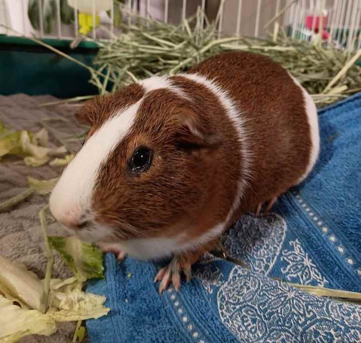Photo of Chippy