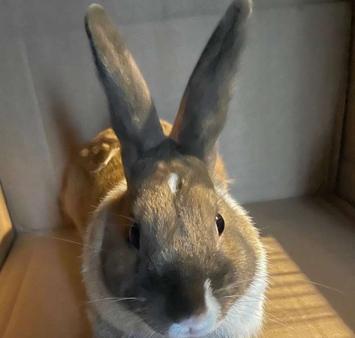 Photo of Cookie
